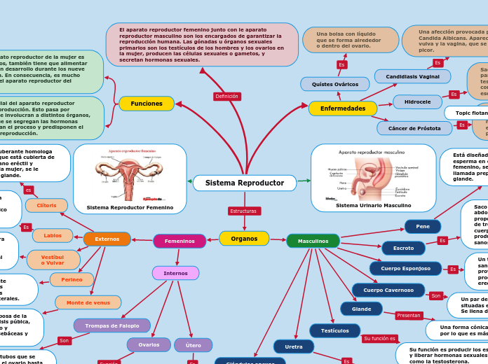 Mapa Mental Del Sistema Reproductor